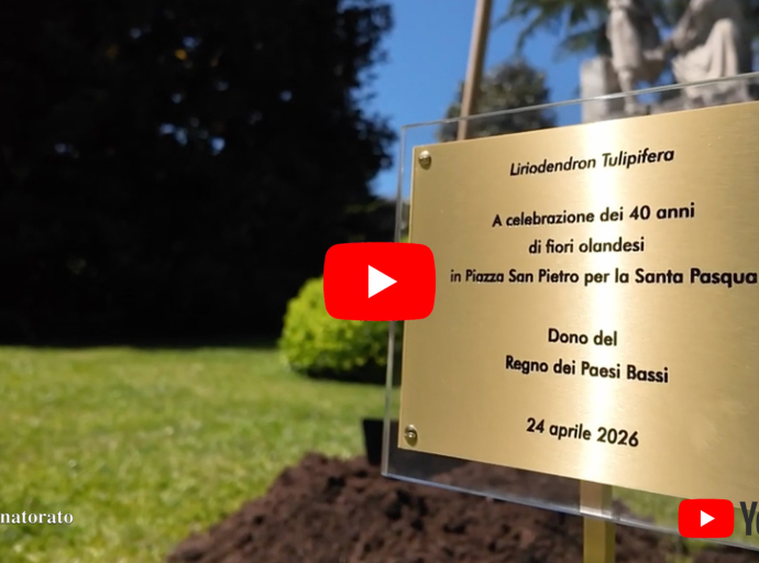 En los Jardines Vaticanos se planta un “árbol de los tulipanes”