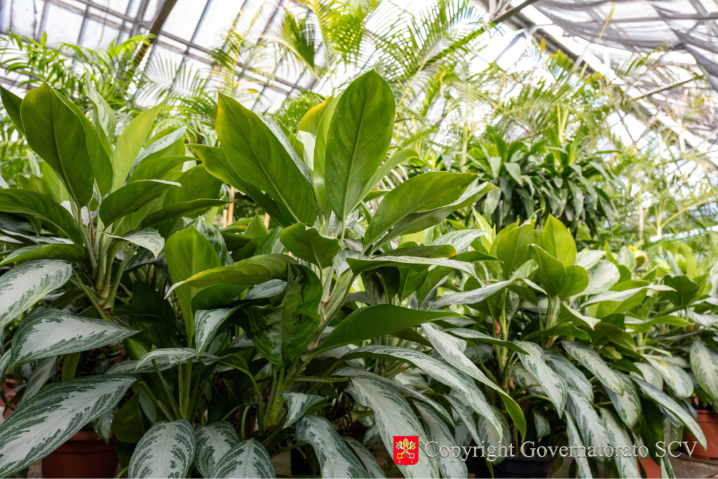 The Greenhouse Pavilion: an Ancient Art of Making the Vatican Gardens Bloom